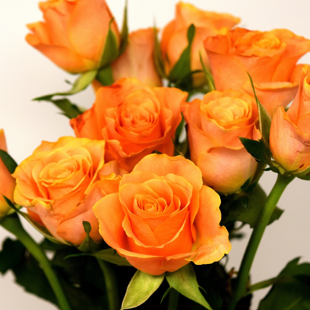 Букет красивых оранжевых роз на сером фоне