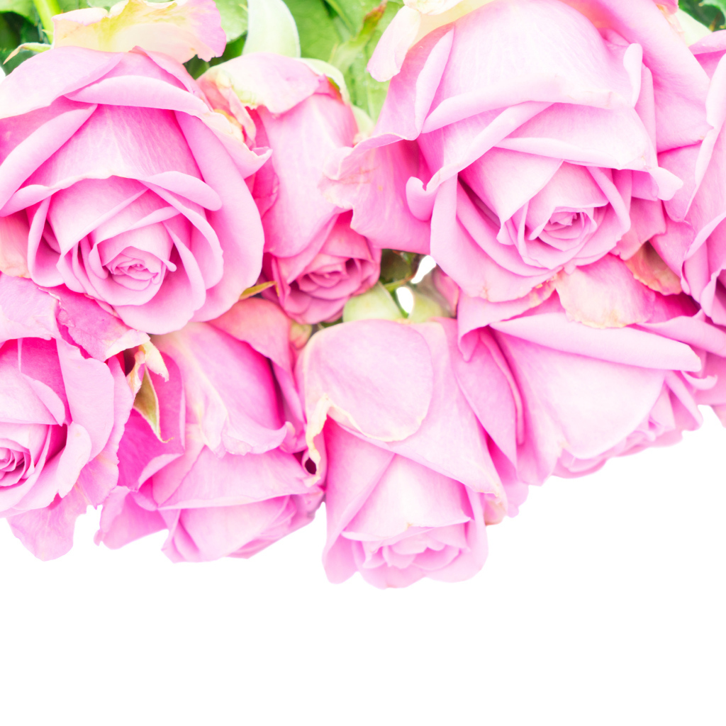 Букет розовых роз на белом фоне крупным планом