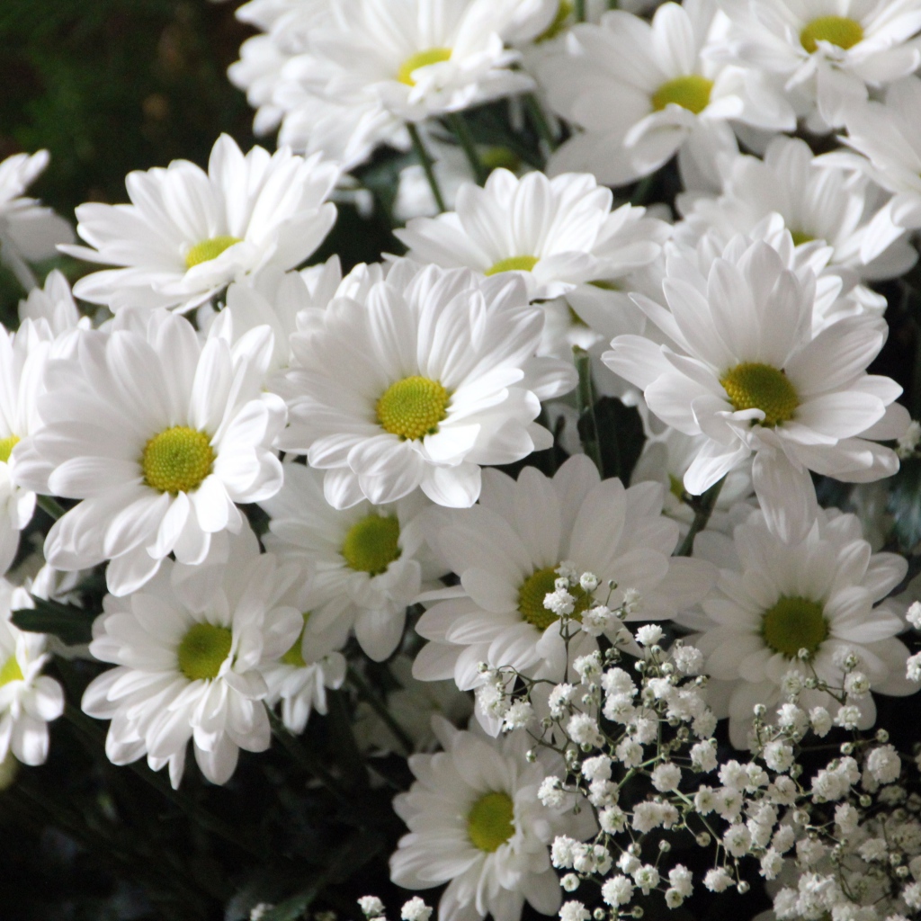 Букет белых хризантем с цветами гипсофилы
