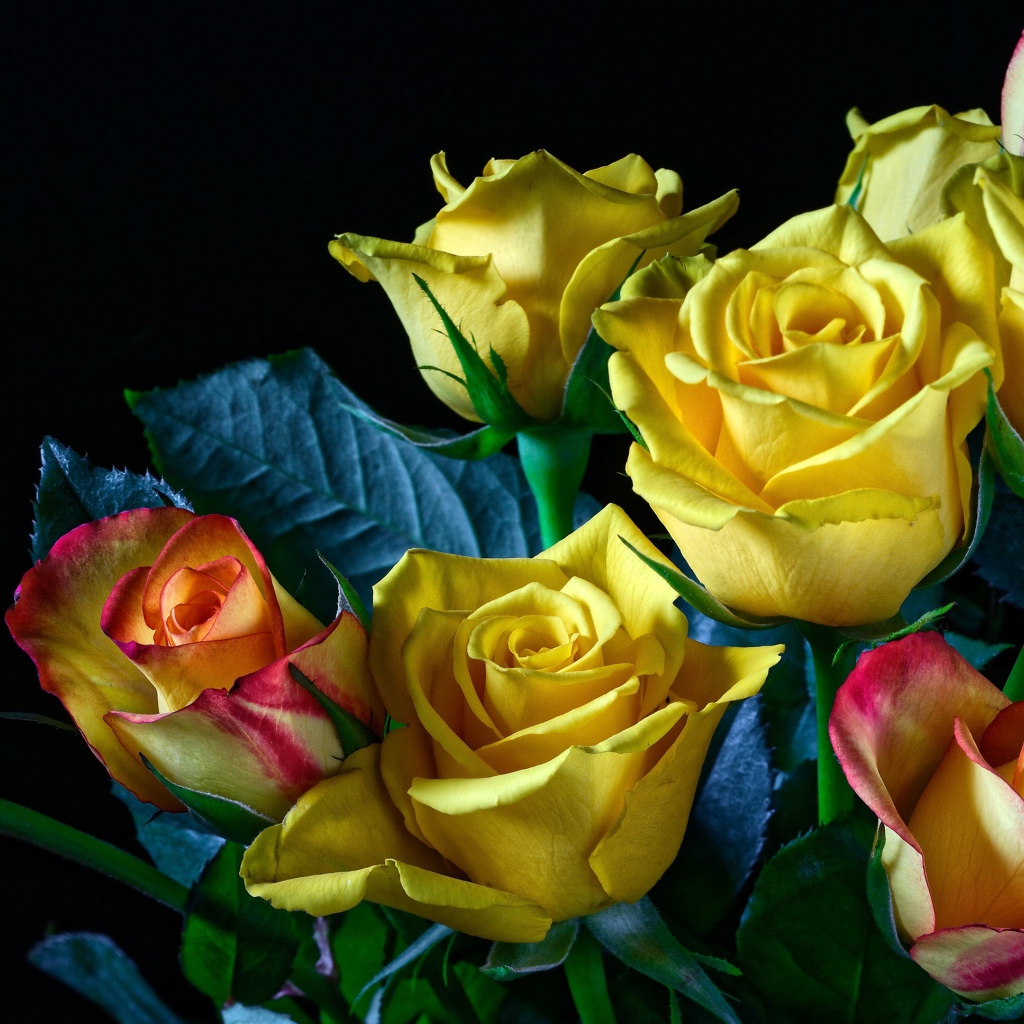 Букет желто - розовых роз на черном фоне