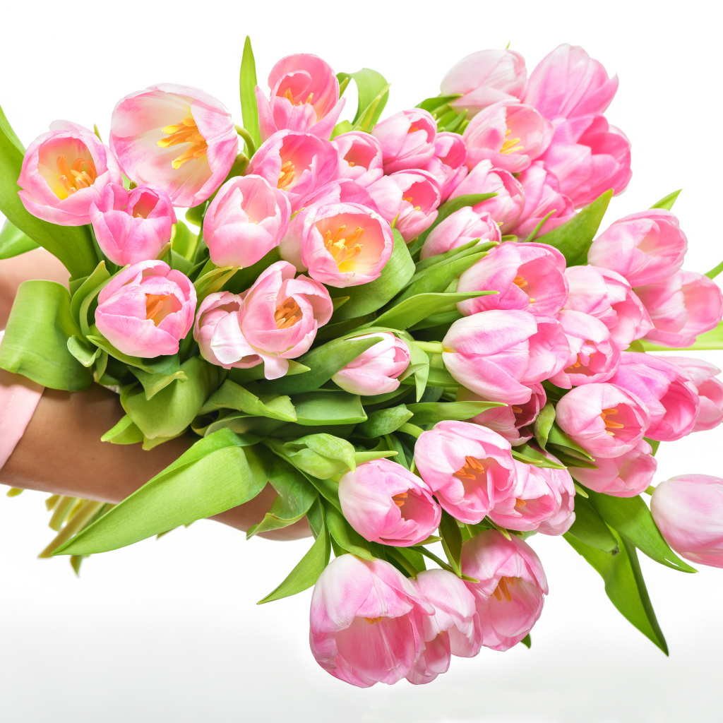 Большой букет розовых тюльпанов в руках на белом фоне