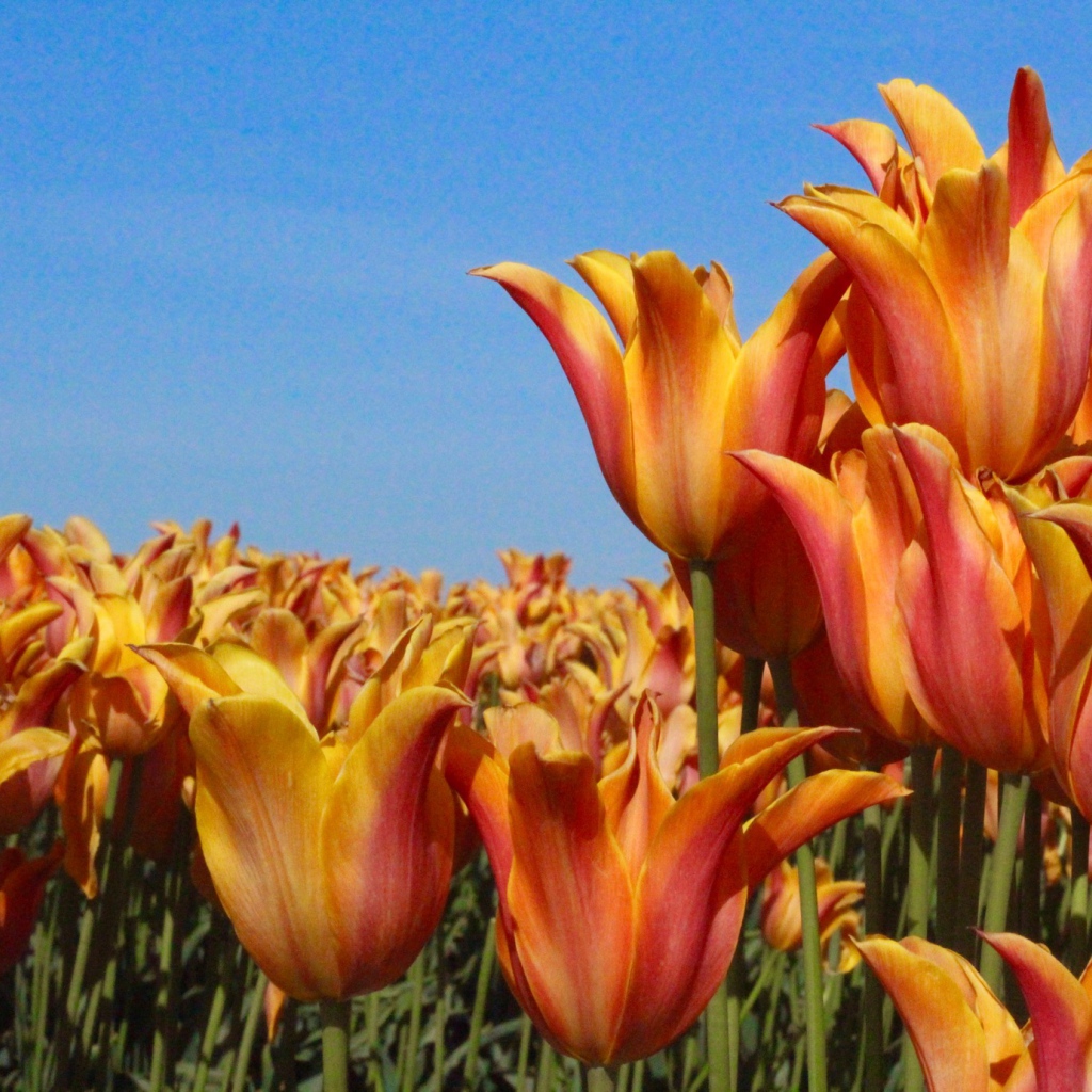 Много оранжевых тюльпанов на фоне голубого неба