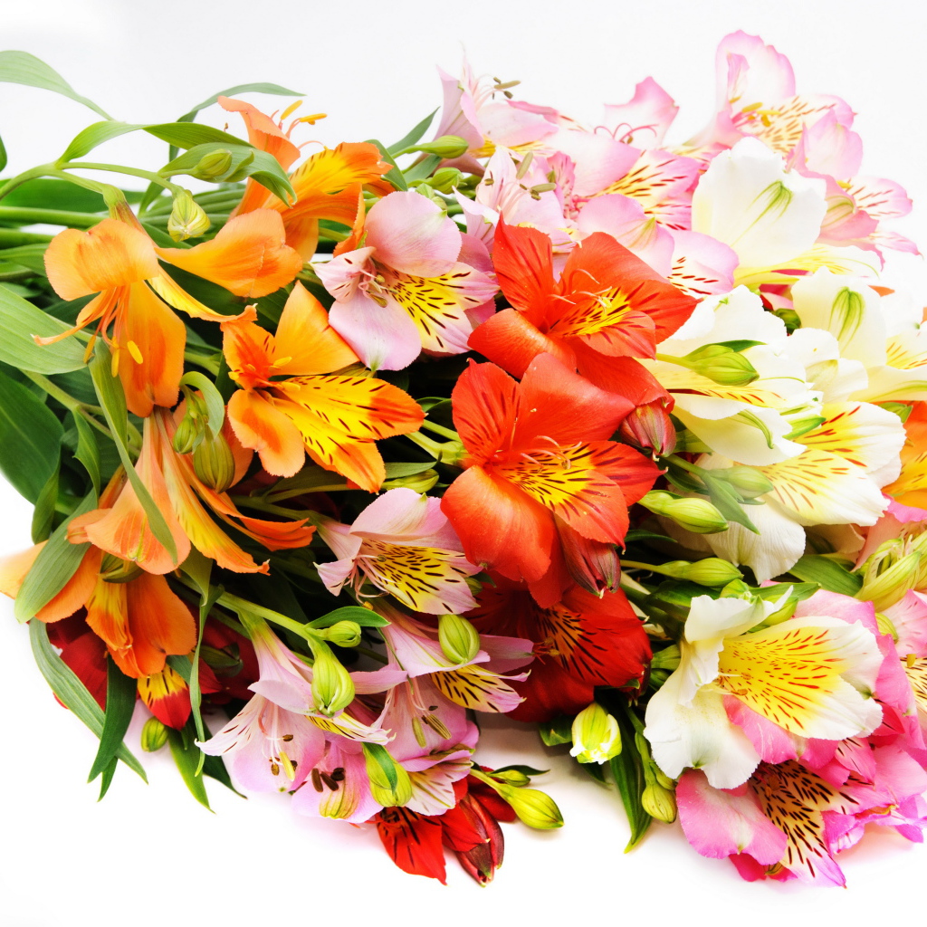 Красивый букет разноцветных цветов альстромерия на белом фоне