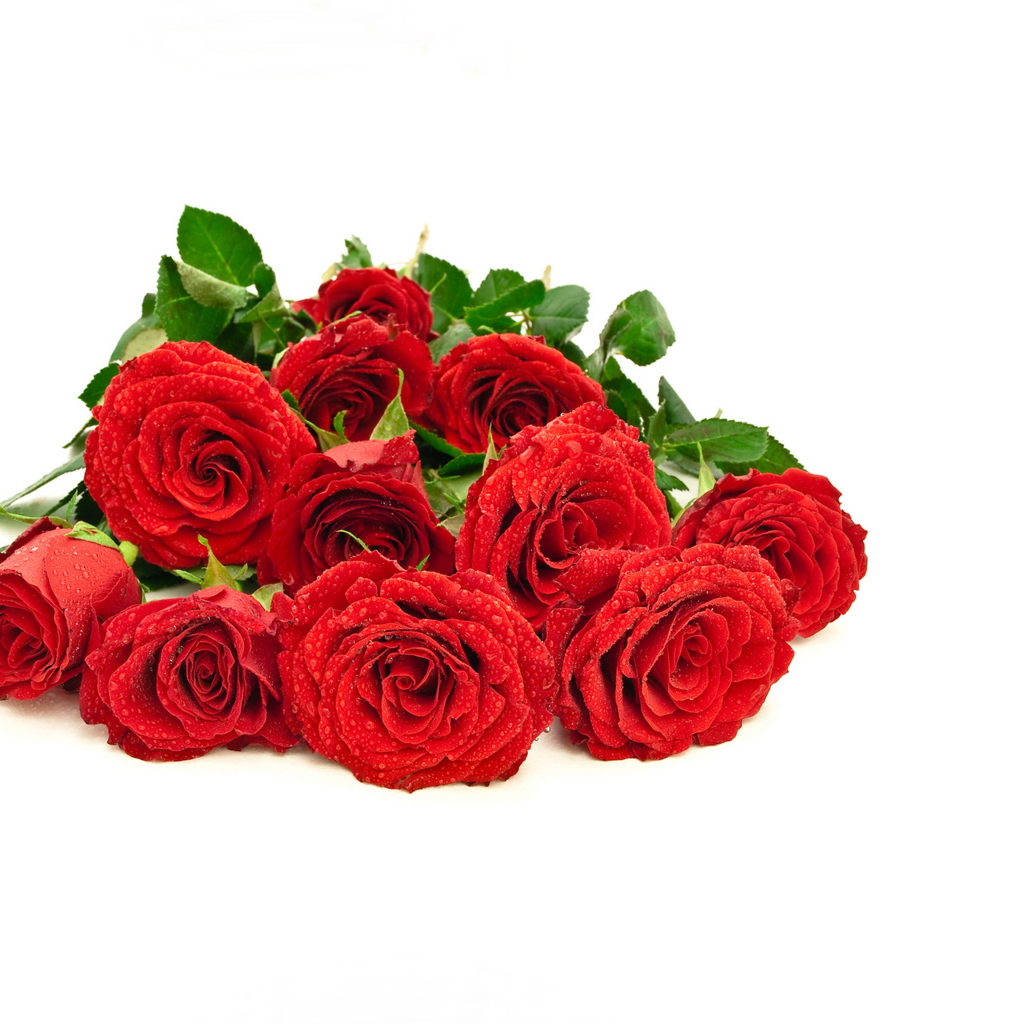 Красивый букет красных роз в каплях росы на белом фоне