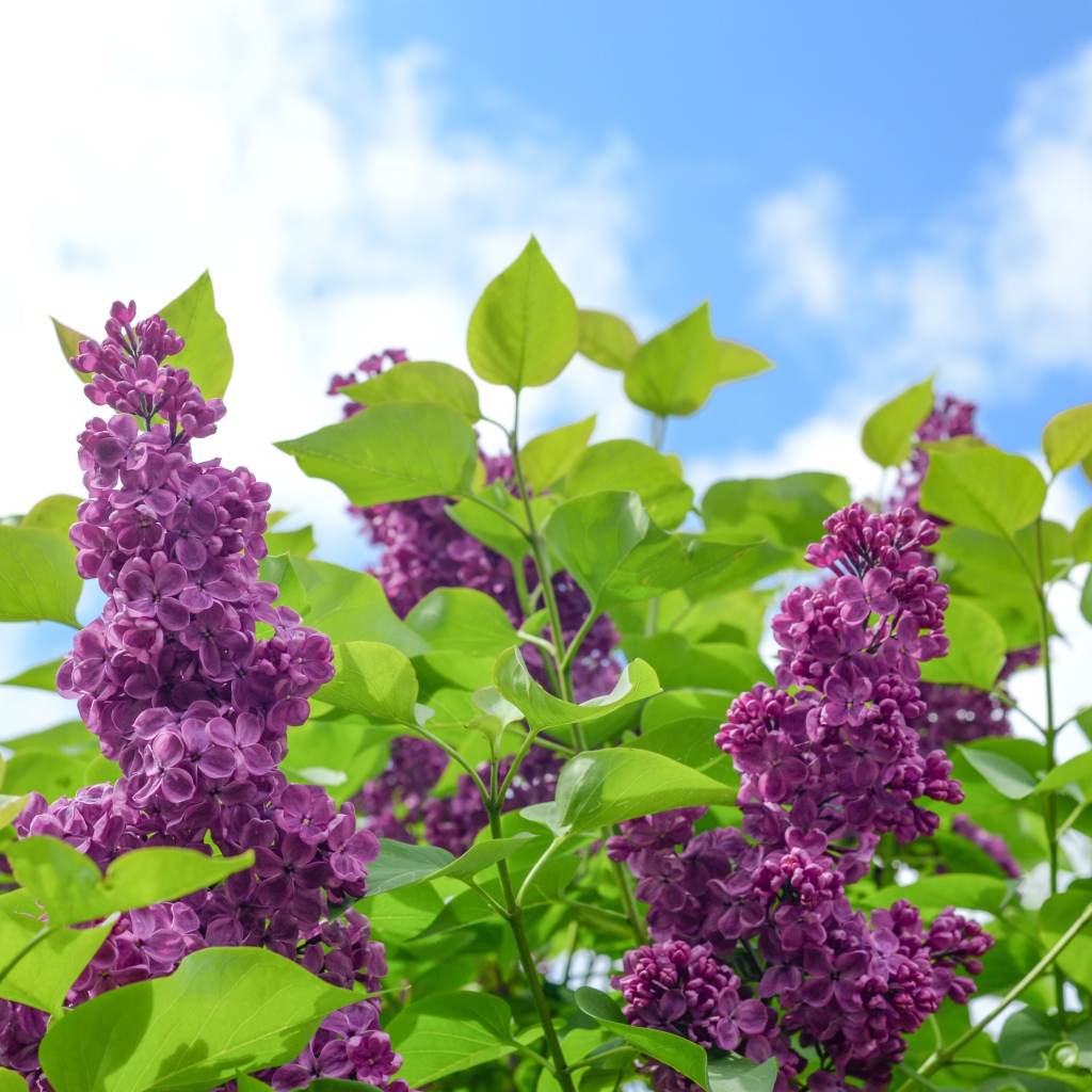 Красивые ветки сирени на фоне голубого неба 