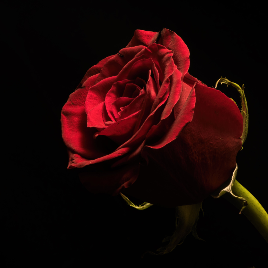 Красивая бордовая английская роза на черном фоне