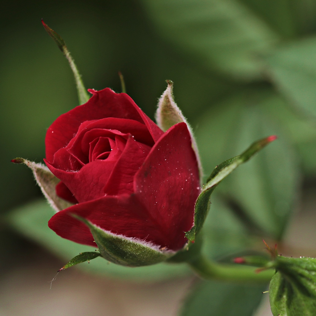 Красивая бордовая роза с бутонами крупным планом