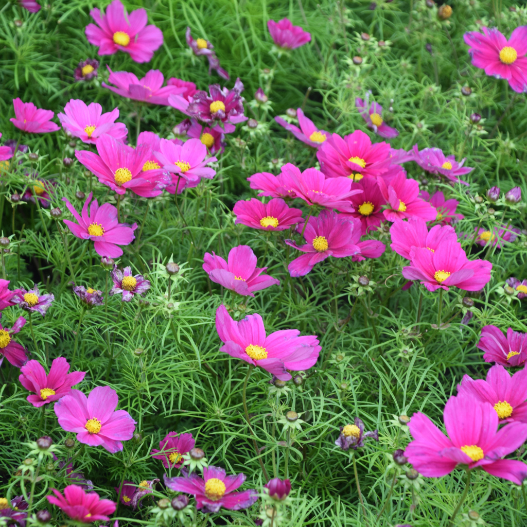 Красивые нежные розовые цветы космея на клумбе