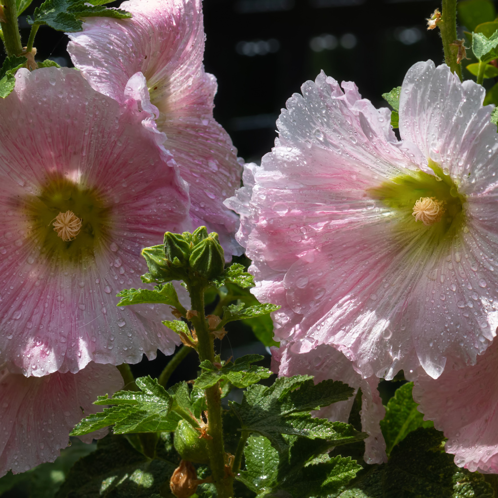 Красивые нежные розовые цветы мальва