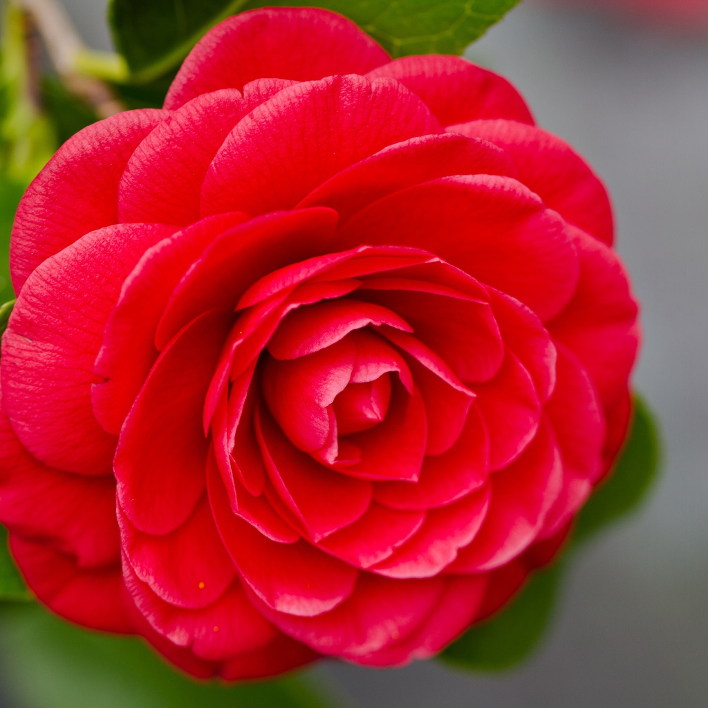 Красивый нежный красный цветок камелия на сером фоне