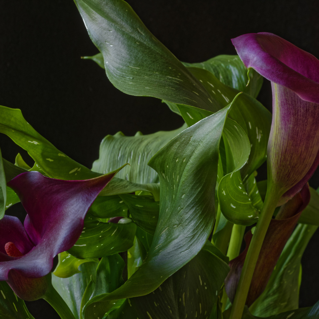 Красивые цветы каллы с зелеными листьями на черном фоне