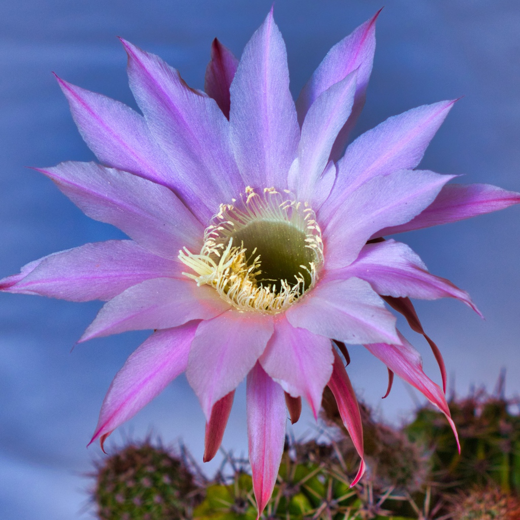 Красивый сиреневый цветок кактуса