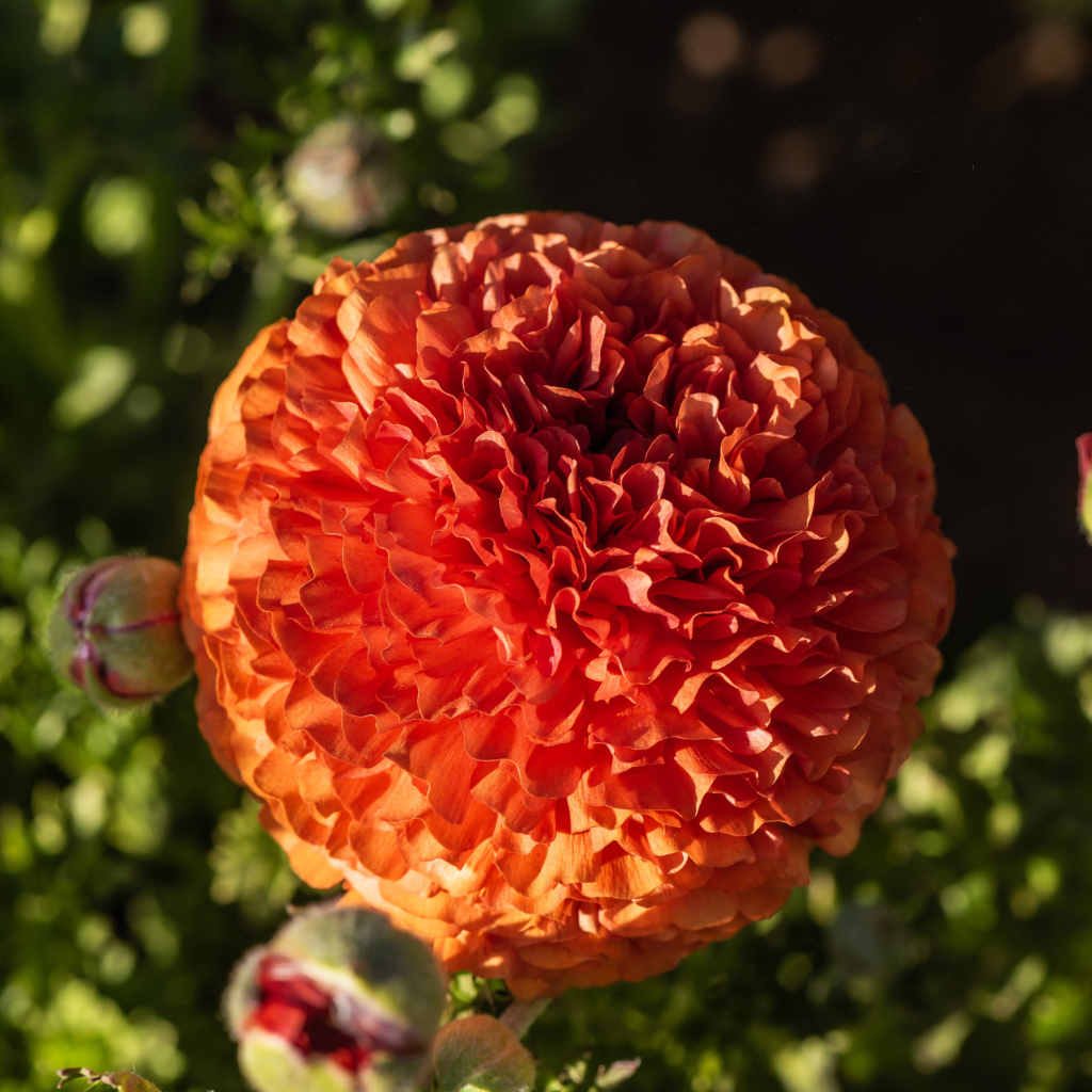 Красивый оранжевый лютик с бутонами крупным планом