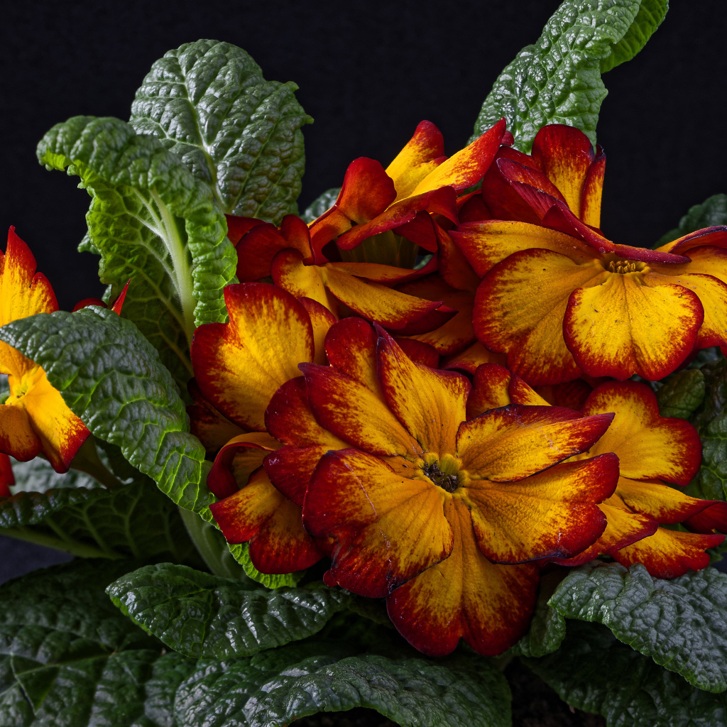 Красивый оранжевый комнатный цветок примула крупным планом