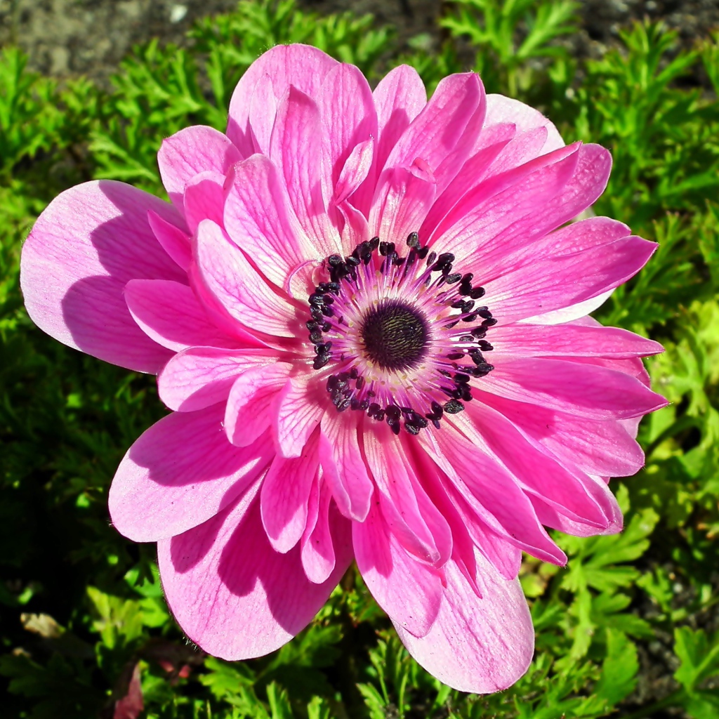 Красивый розовый цветок анемона крупным планом