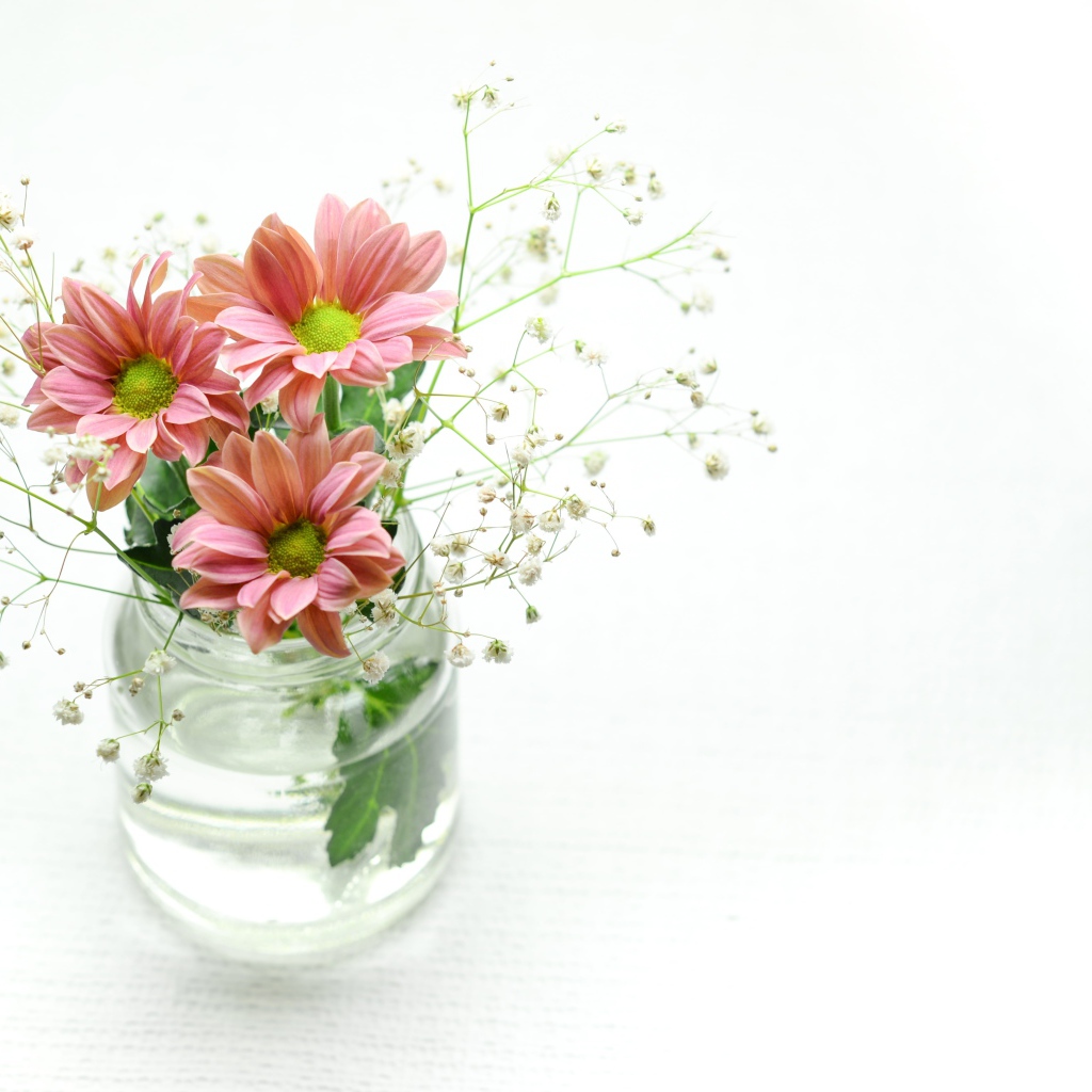 Красивые розовых хризантемы в банке на белом фоне