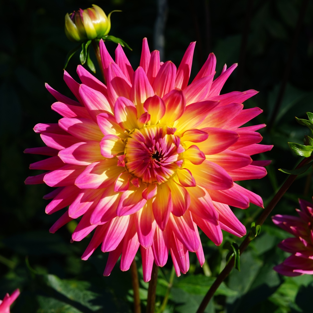 Красивая розовая георгина с желтой серединой с бутонами