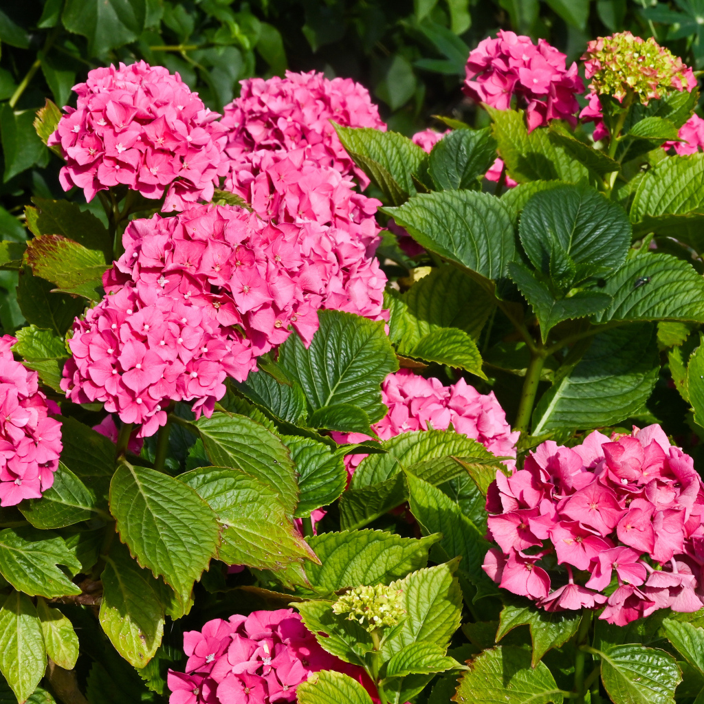 Красивые розовые цветы гортензии с зелеными листьями