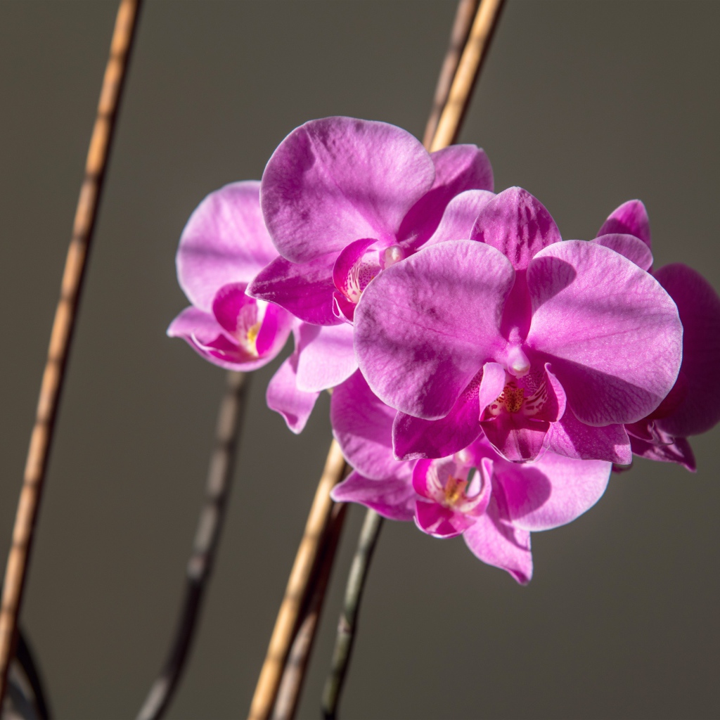 Красивые розовые цветы орхидеи на сером фоне