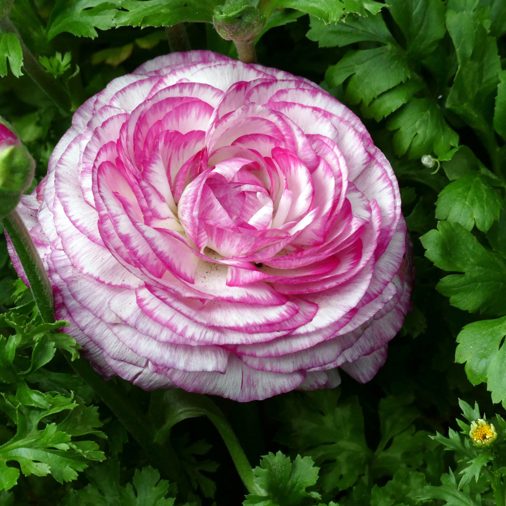 Красивый розовый лютик в зеленых листьях