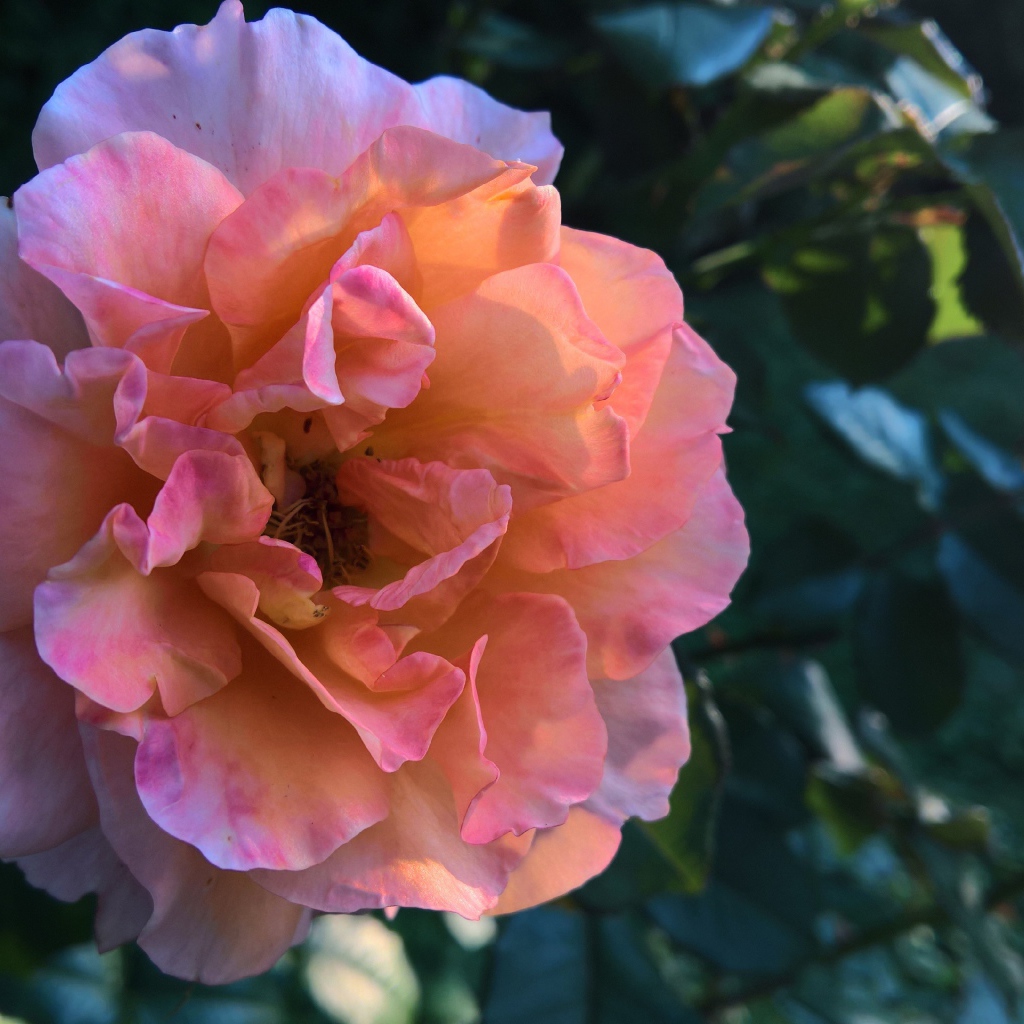 Красивая розовая роза с нежными лепестками крупным планов