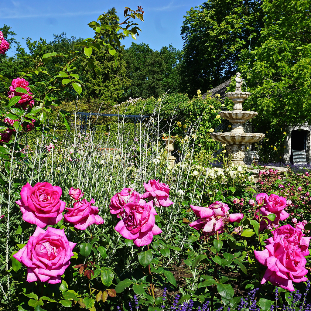 Красивые розовые розы в саду у фонтана