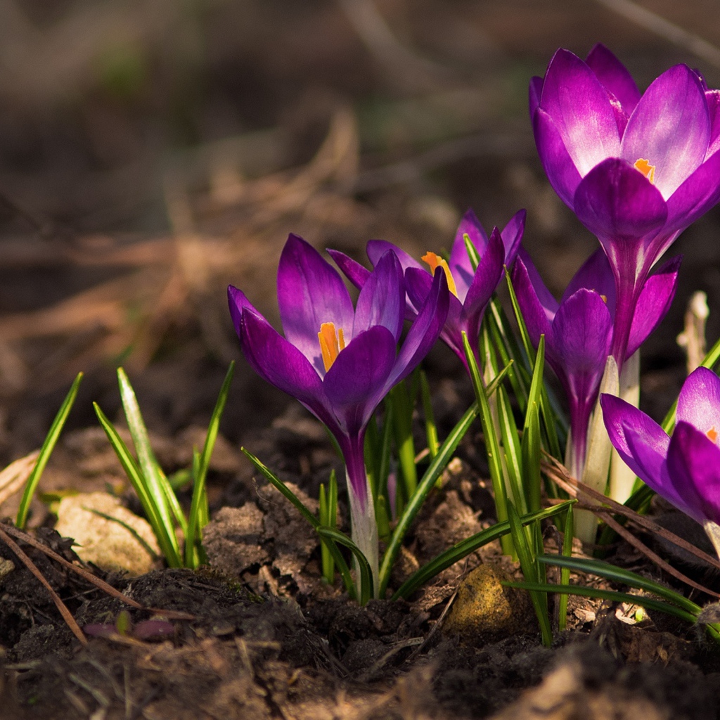 Красивые фиолетовые крокусы на земле