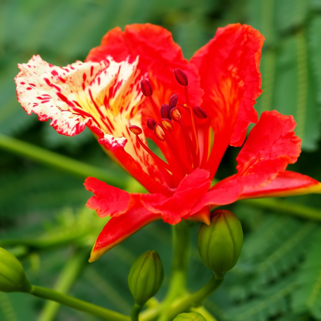 Красивый красный цветок Делоникс королевский крупным планом