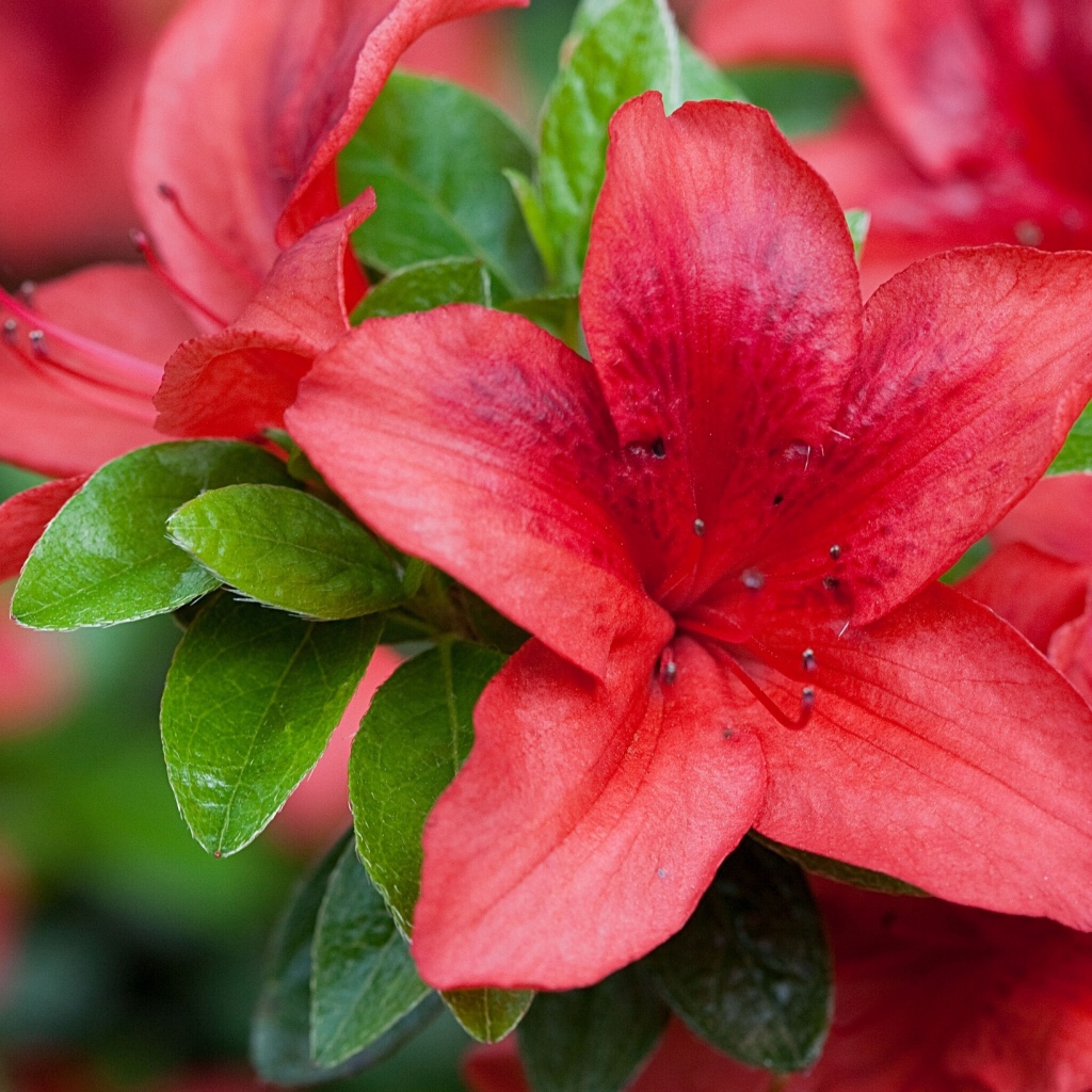 Красивый красный цветок азалия крупным планом