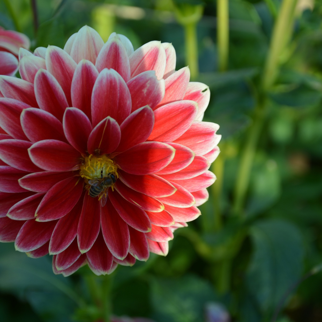 Красивая красная георгина с пчелой