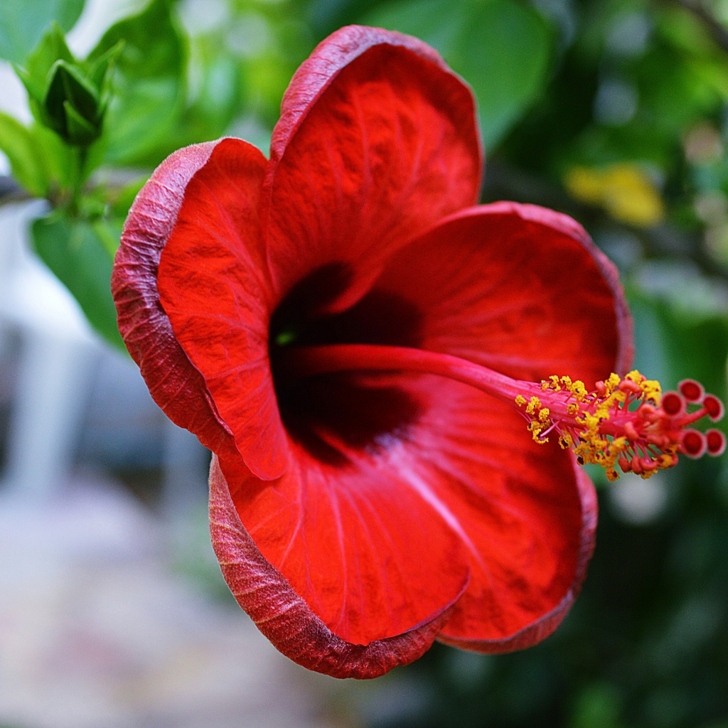 Красивый красный цветок гибискуса крупным планом