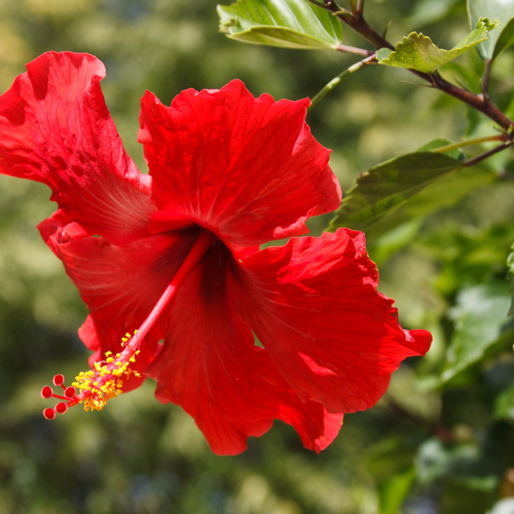 Красивый красный цветок гибискуса в лучах солнца