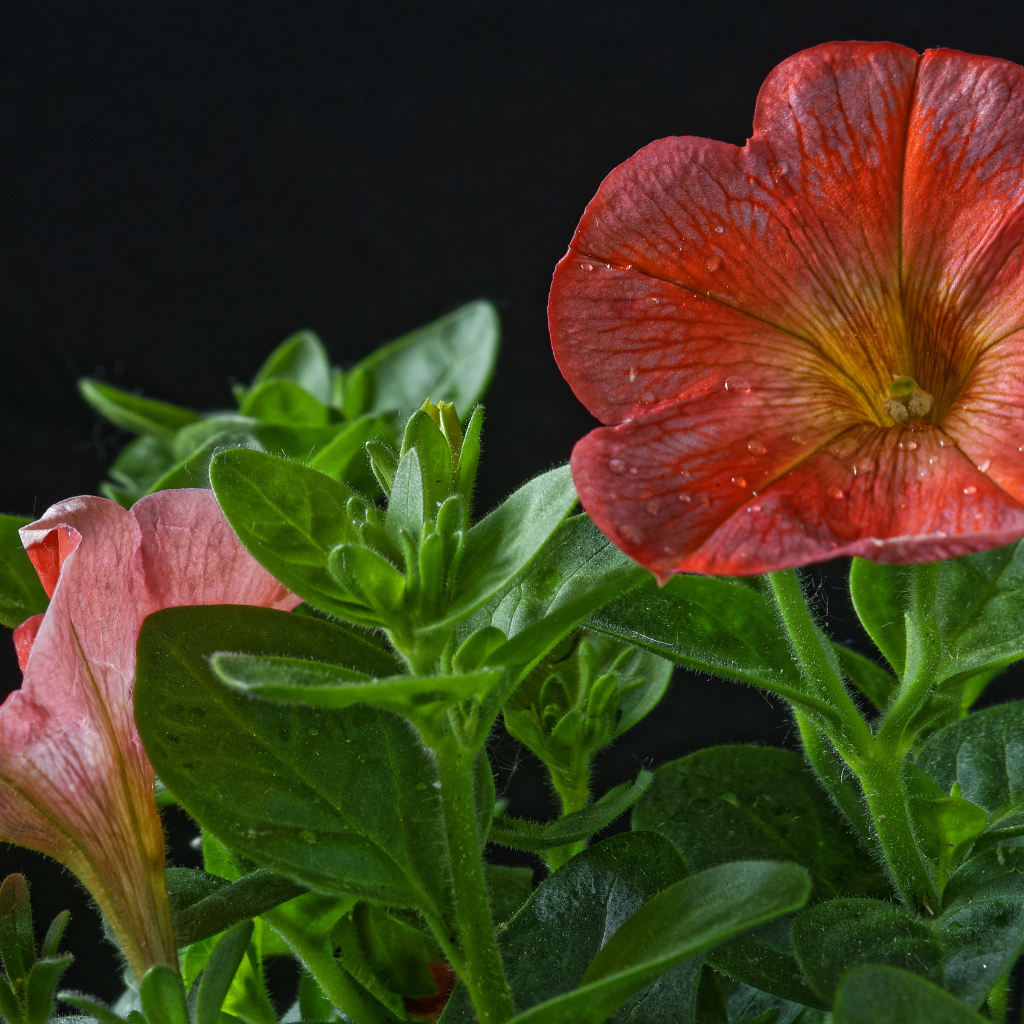 Красивая красная петуния с бутонами на черном фоне