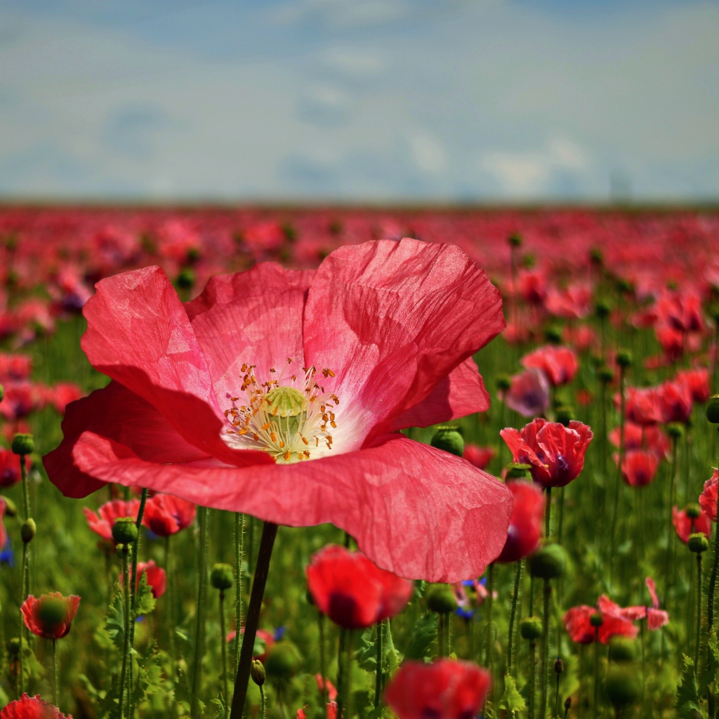 Красивый красный мак на поле крупным планом