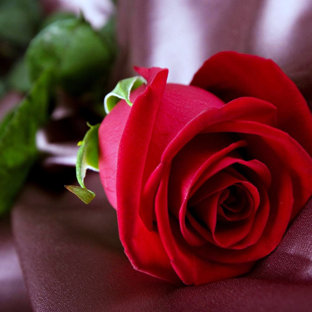 Красивая красная роза лежит на ткани 