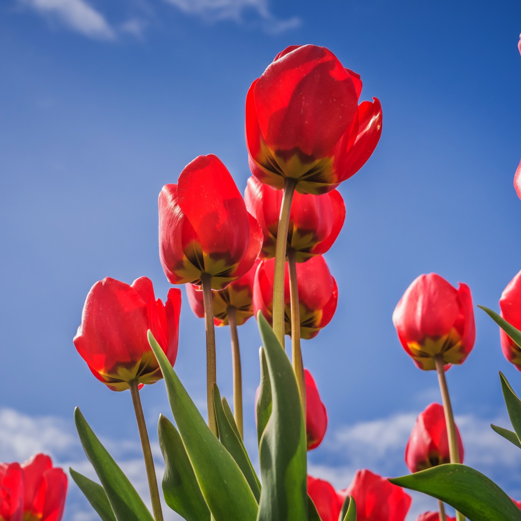 Красивые красные тюльпаны на фоне голубого неба 