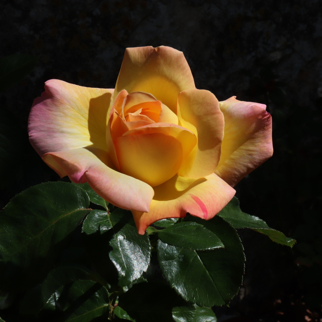 Красивая роза с зелеными листьями на клумбе крупным планом 