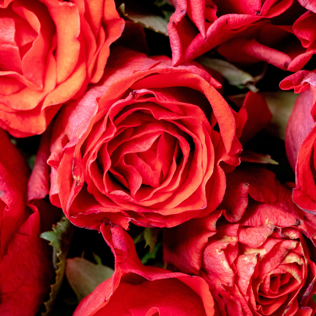 Красивые розы с розовыми лепестками крупным планом