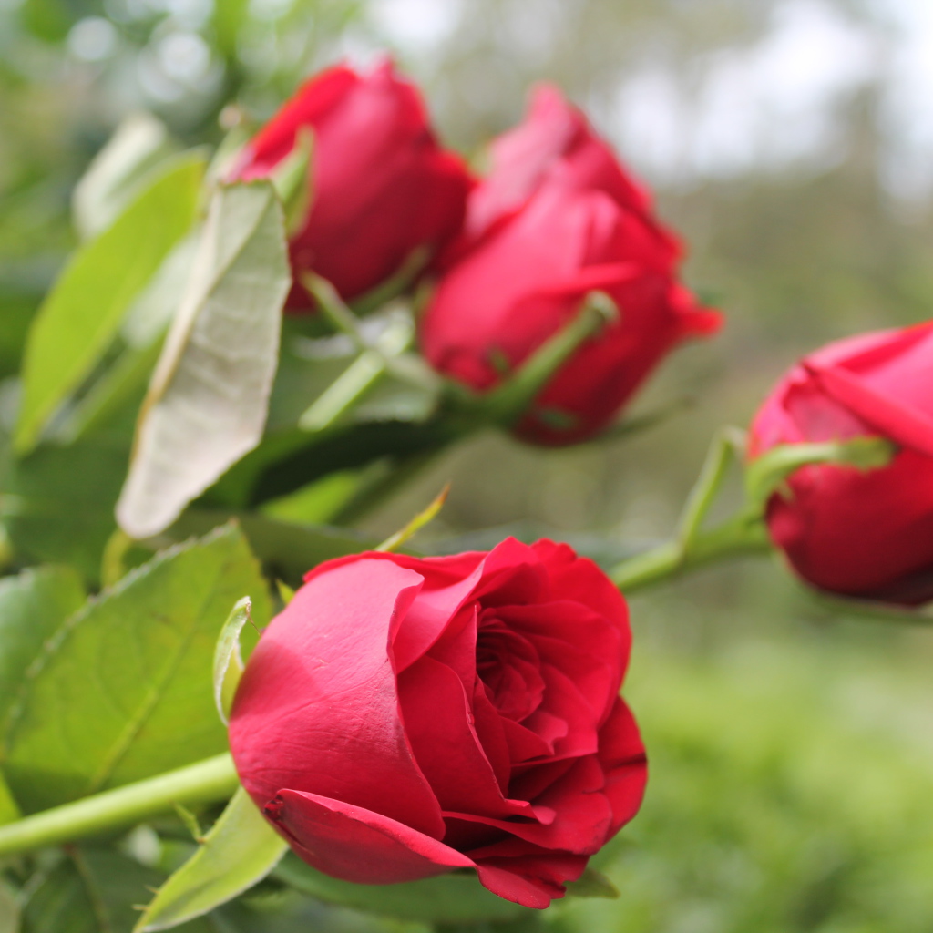 Красивые алые английские розы 