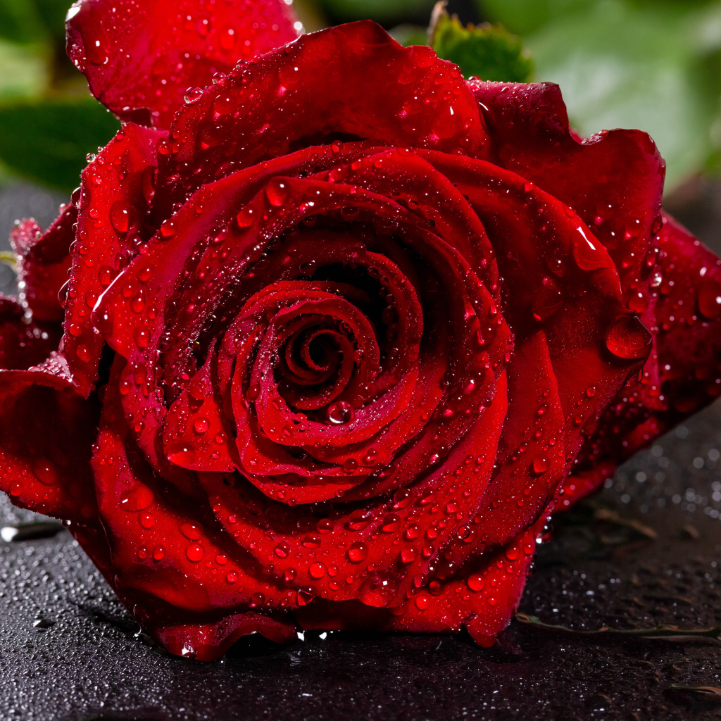 Красивая алая роза в каплях воды на асфальте