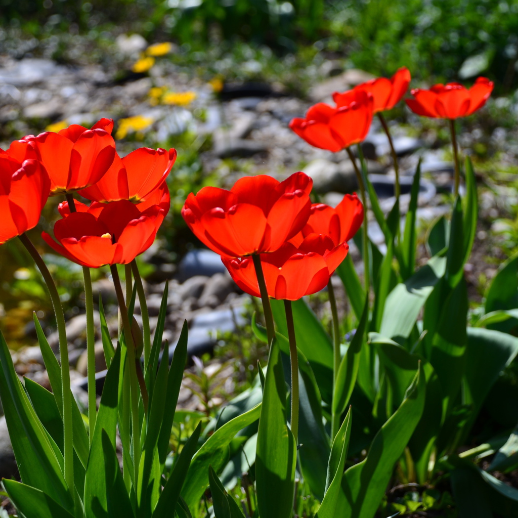 Красивые алые тюльпаны в лучах солнца на клумбе