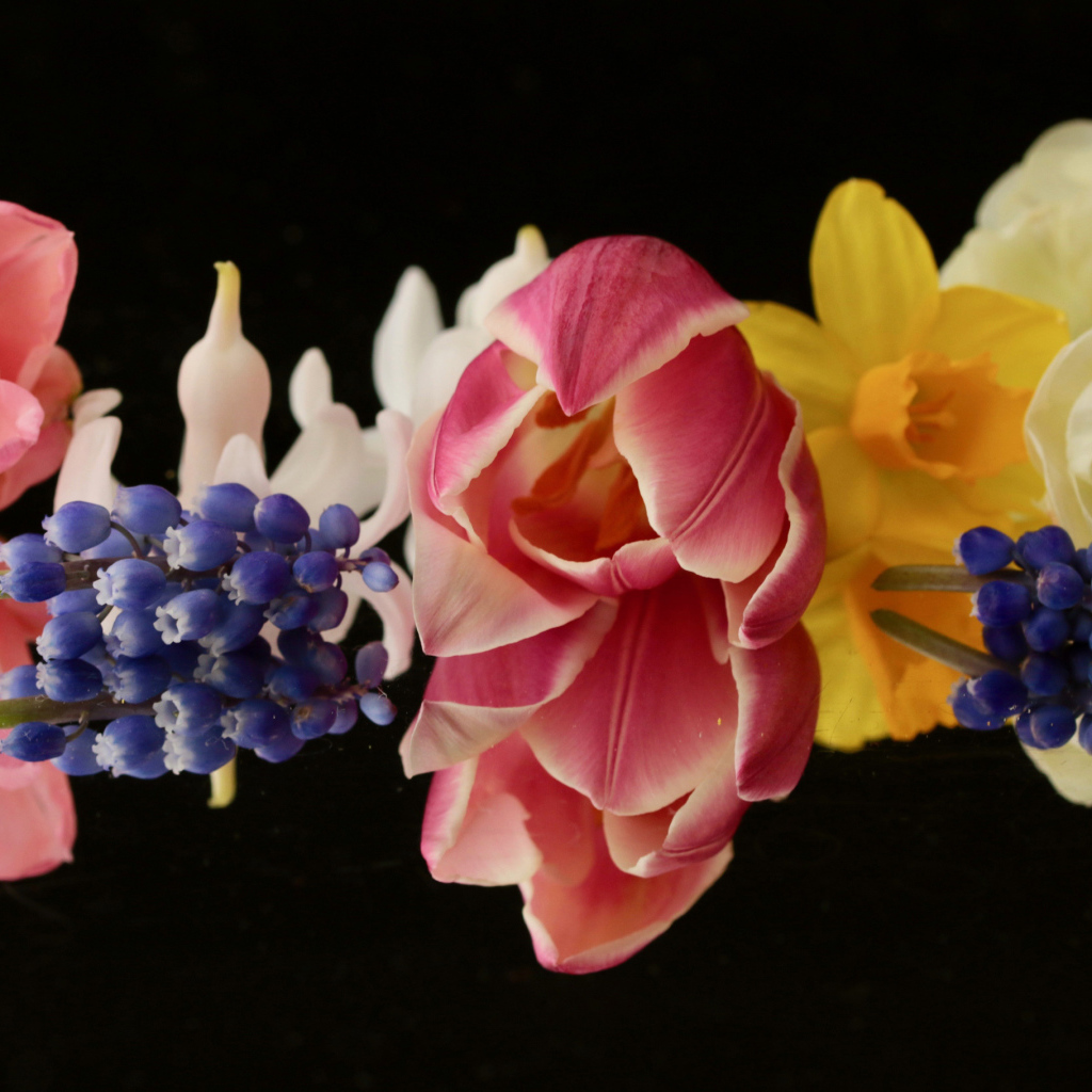 Красивые весенние цветы на черном фоне крупным планом