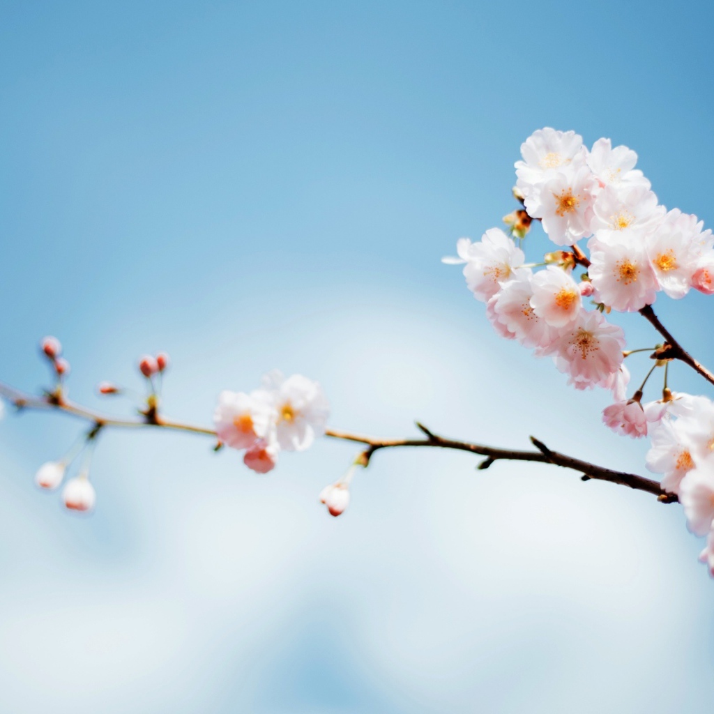 Красивые весенние розовые цветы на ветке дерева на фоне голубого неба