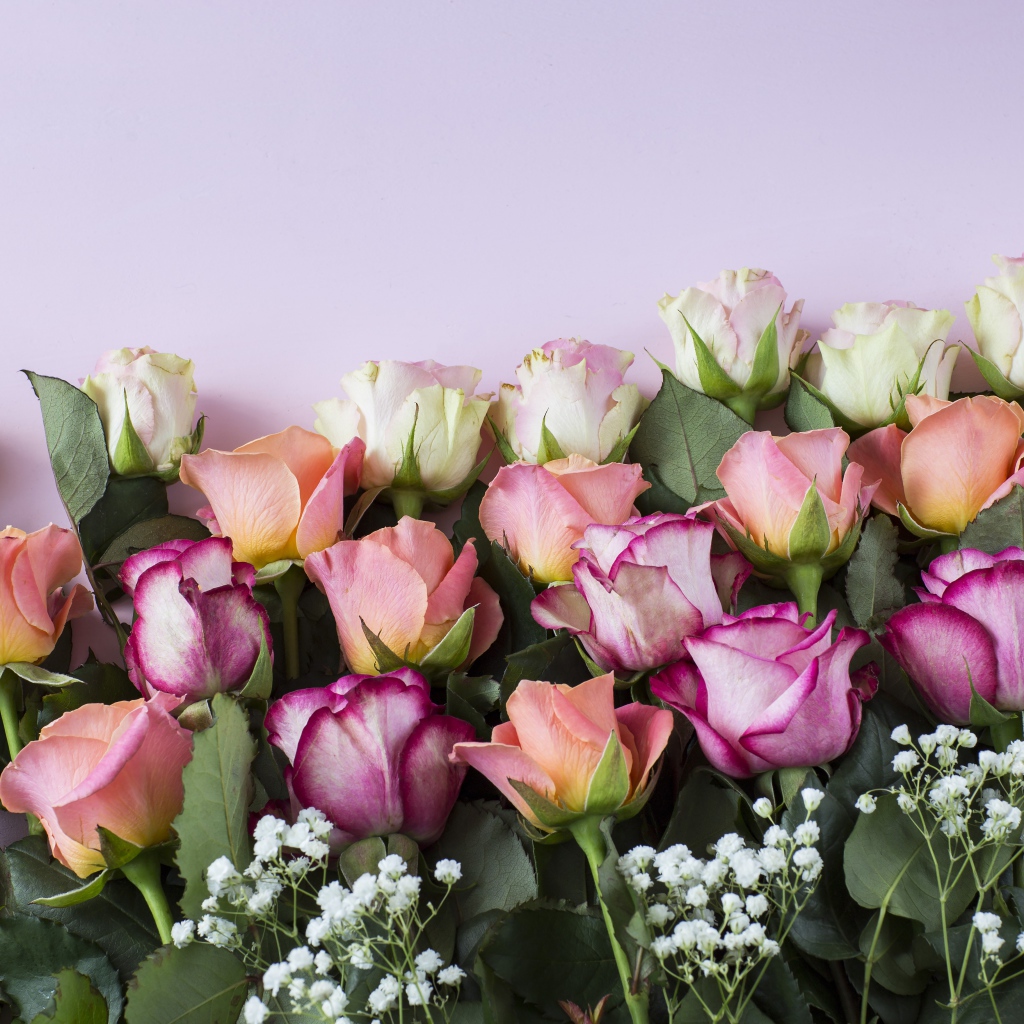 Красивый нежный букет разноцветных роз на сиреневом фоне