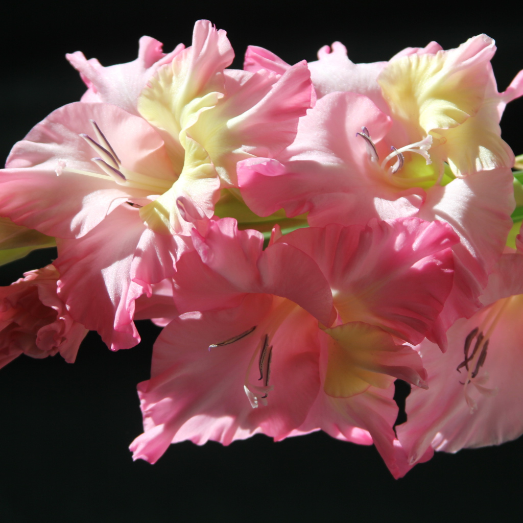 Красивые нежные розовые гладиолусы на черном фоне