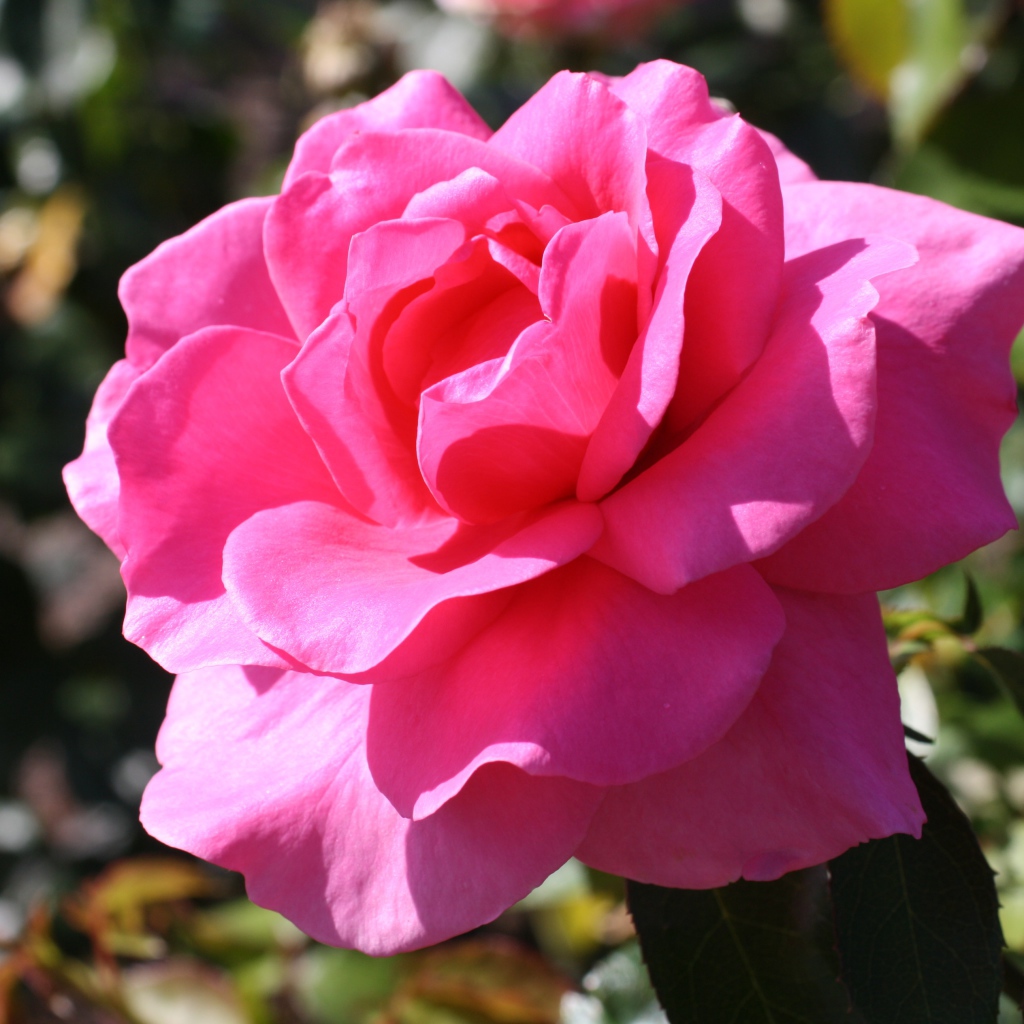 Красивая нежная розовая роза в лучах солнца на клумбе 