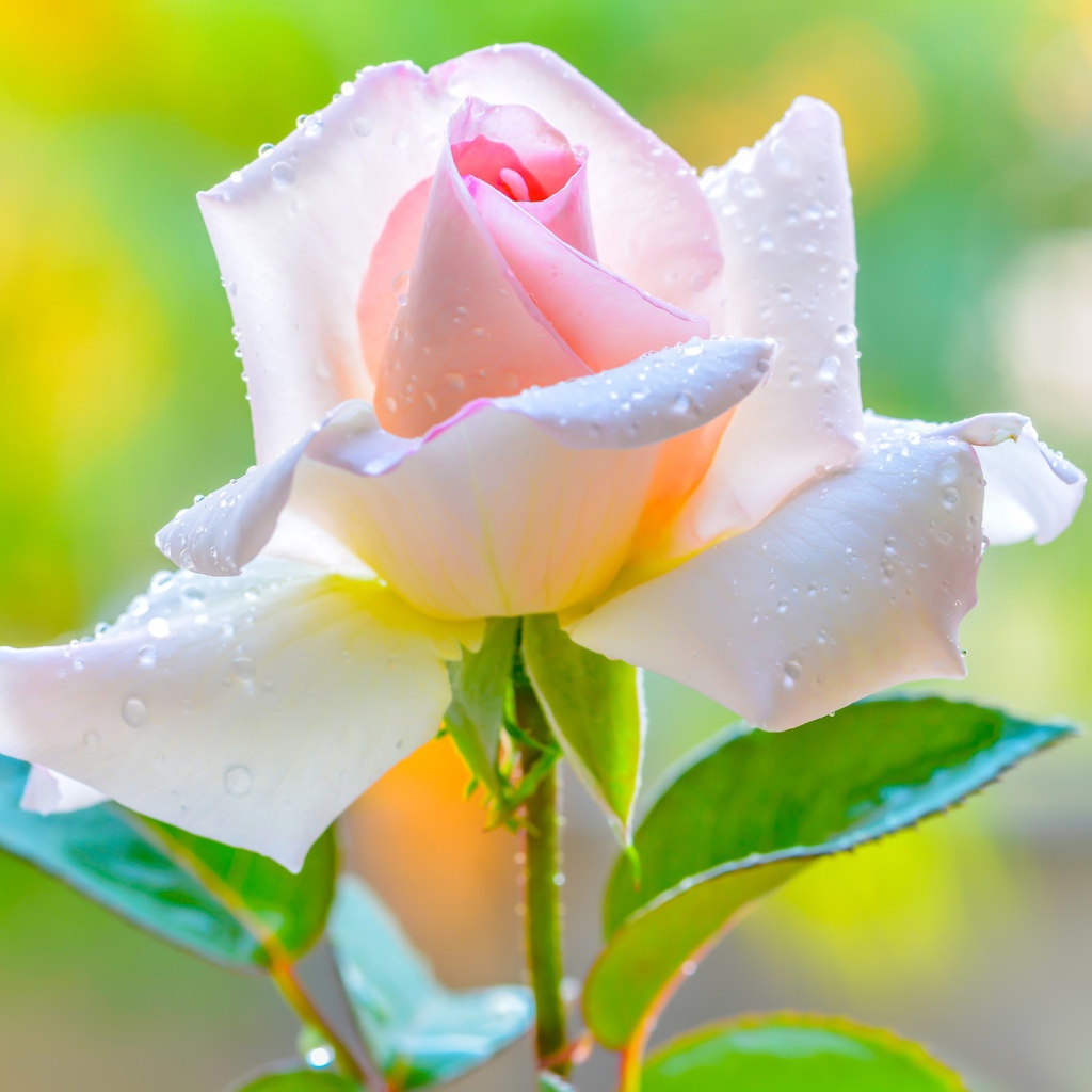 Красивая нежная розовая роза в каплями на лепестках 