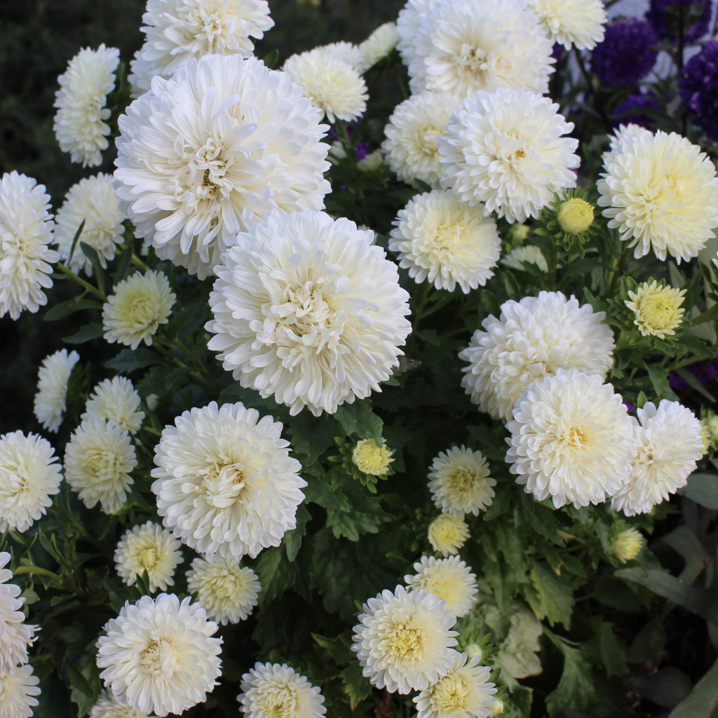 Красивые белые астры на клумбе 