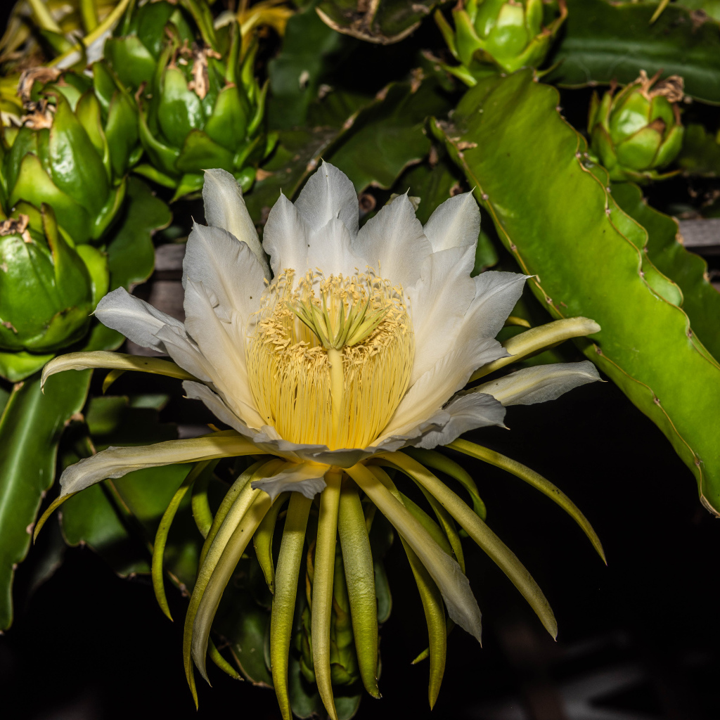 Красивый белый цветок кактуса крупным планом