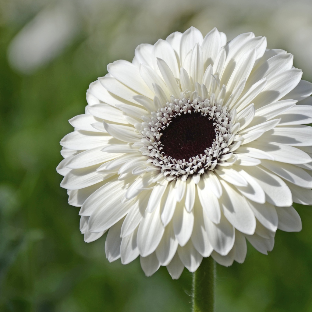 Красивый белый цветок герберы с черной серединой